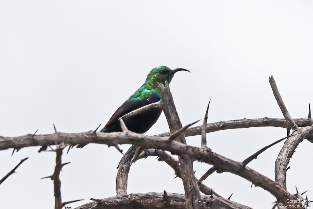 Souimanga bifascié mâle adulte