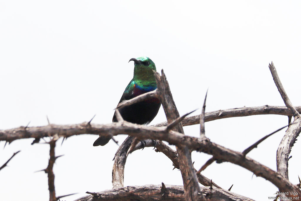 Souimanga bifascié mâle adulte