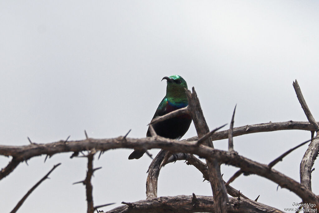 Marico Sunbird - Souimanga du Marico<br />adult