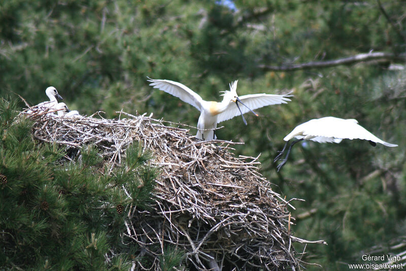 Eurasian Spoonbilladult, Reproduction-nesting