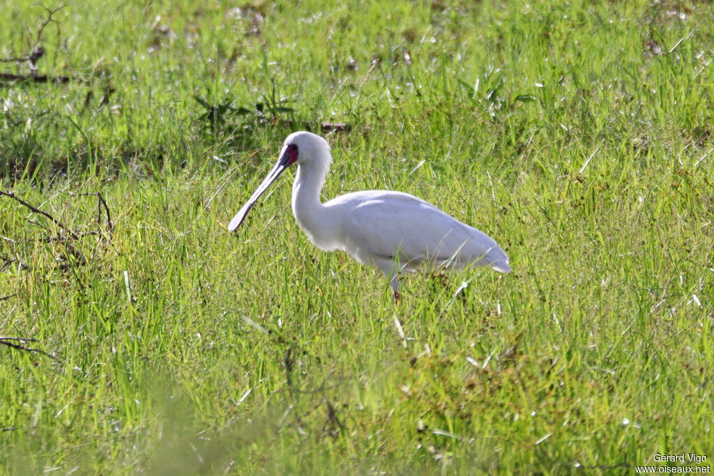 Spatule d'Afriqueadulte