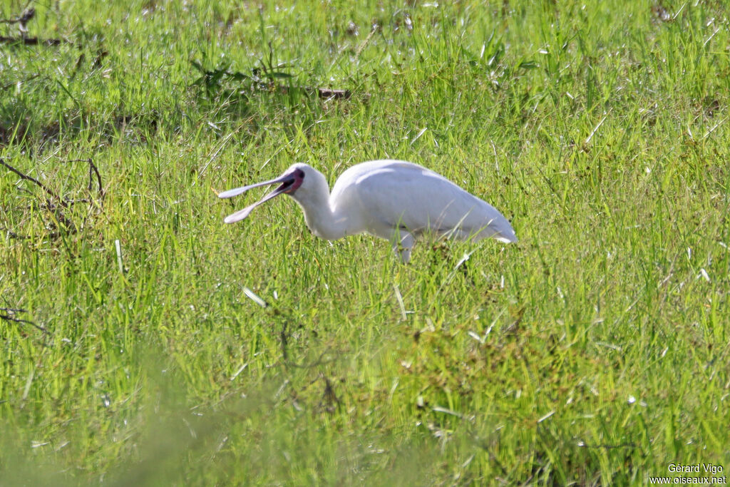 Spatule d'Afriqueadulte