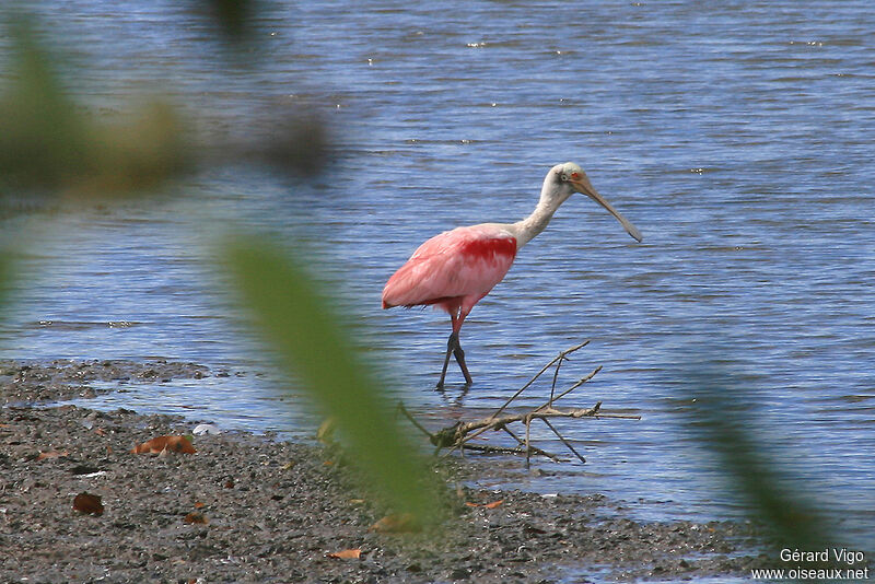 Roseate Spoonbilladult