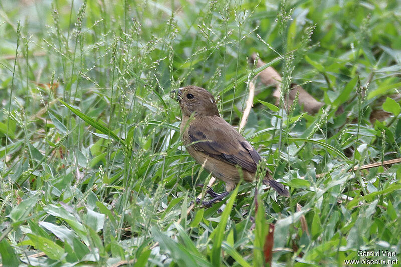 Chestnut-bellied Seedeater female adult