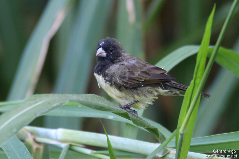 Yellow-bellied Seedeater male adult