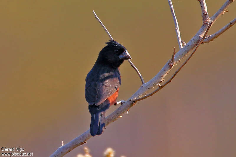 Chestnut-bellied Seed Finch male adult, pigmentation