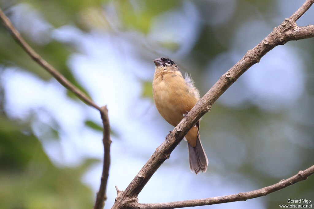 Sporophile de Morelet