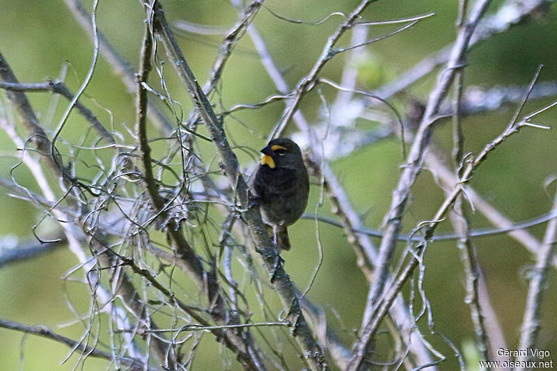 Yellow-faced Grassquit male adult