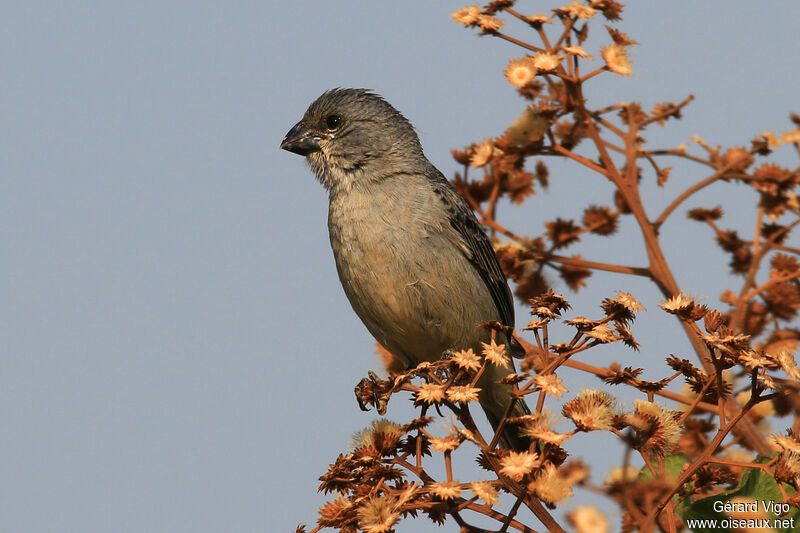 Sporophile gris-de-plomb mâle adulte