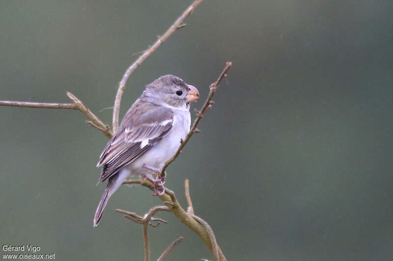 Sporophile perroquet femelle adulte, identification