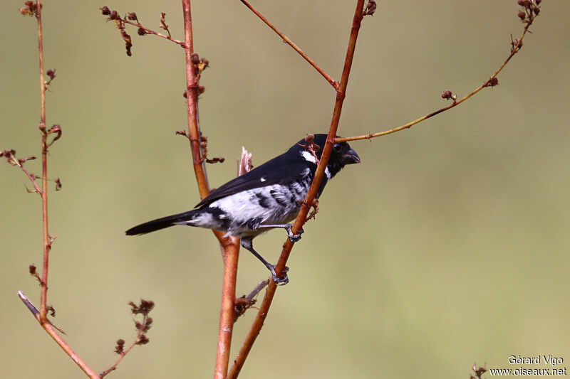 Variable Seedeater male adult