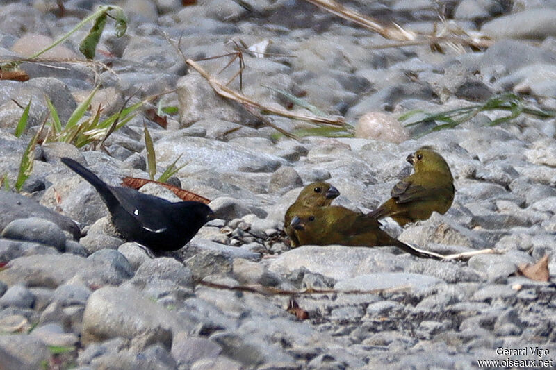 Variable Seedeateradult