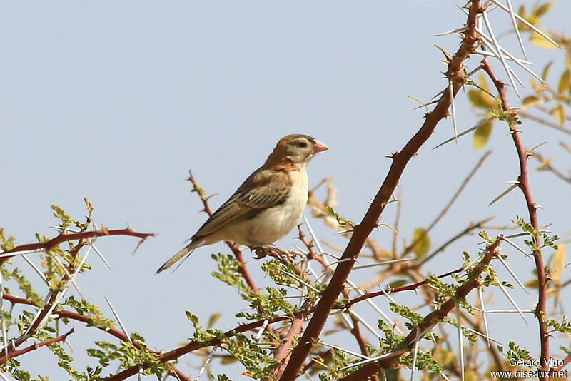 Speckle-fronted Weaveradult