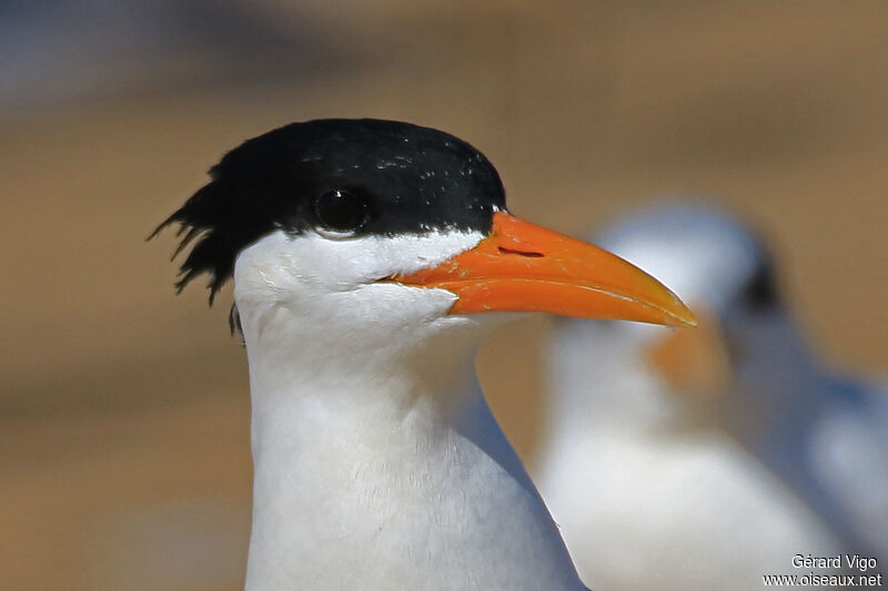 West African Crested Ternadult breeding, close-up portrait