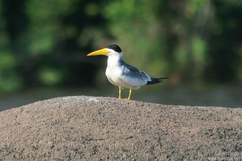 Large-billed Ternadult