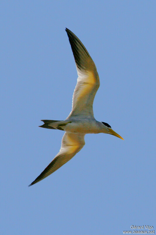 Large-billed Tern