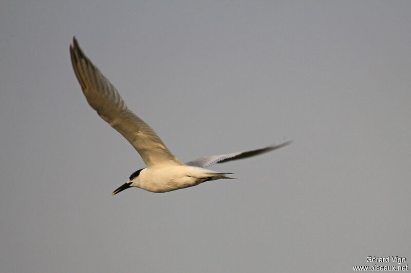 Sandwich Ternadult, Flight