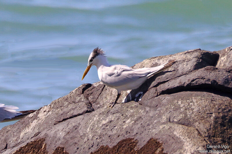 Cabot's Tern (eurygnathus)