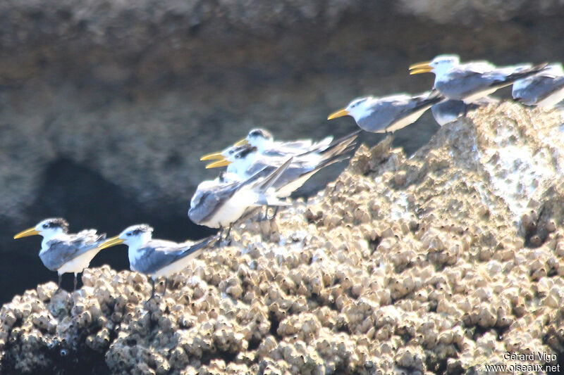 Greater Crested Ternadult