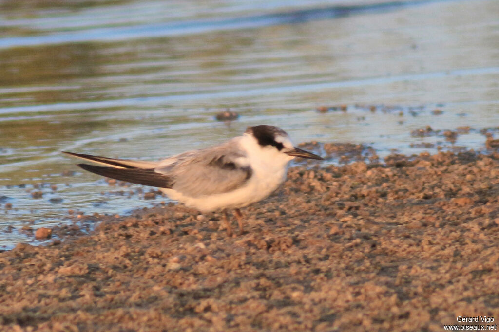 Little Tern