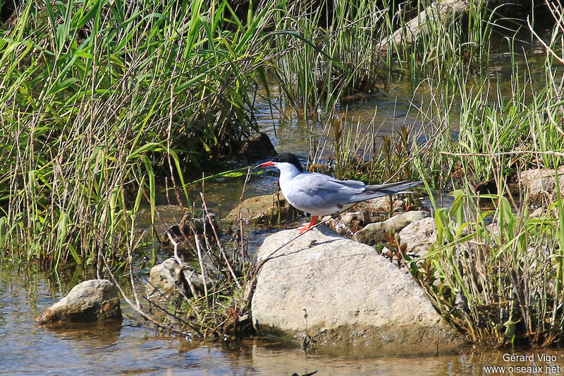 Common Ternadult breeding