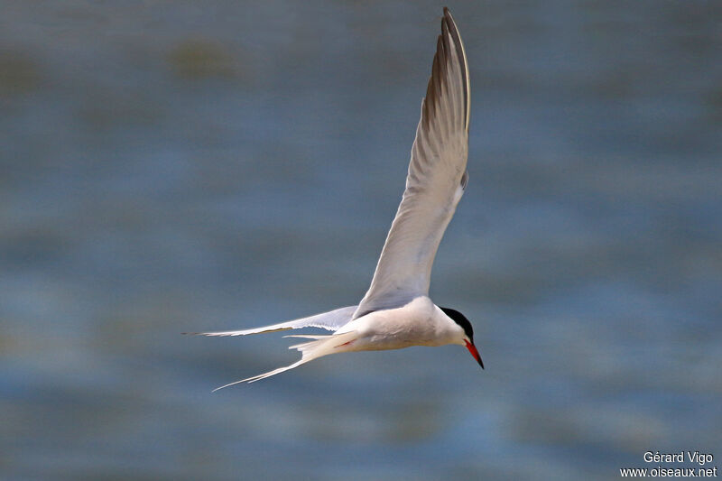 Common Ternadult breeding, Flight