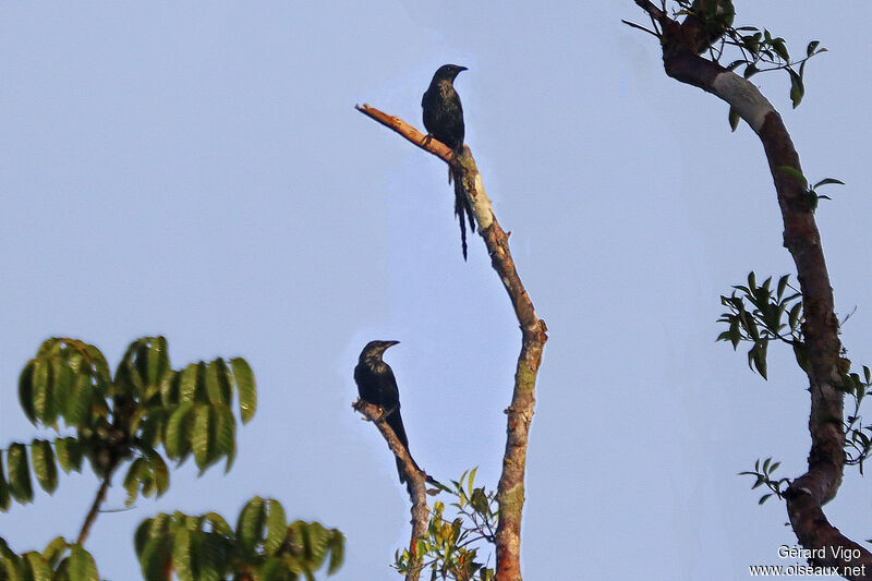 Long-tailed Starlingadult