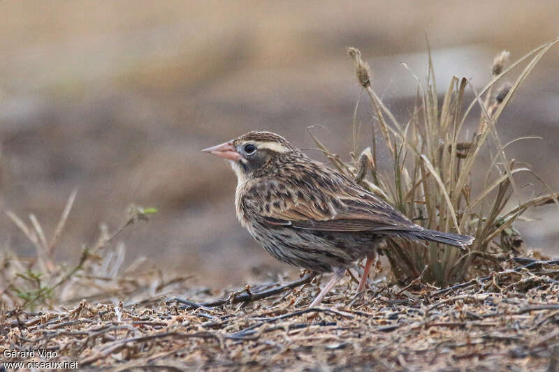 Peruvian Meadowlark female adult, identification