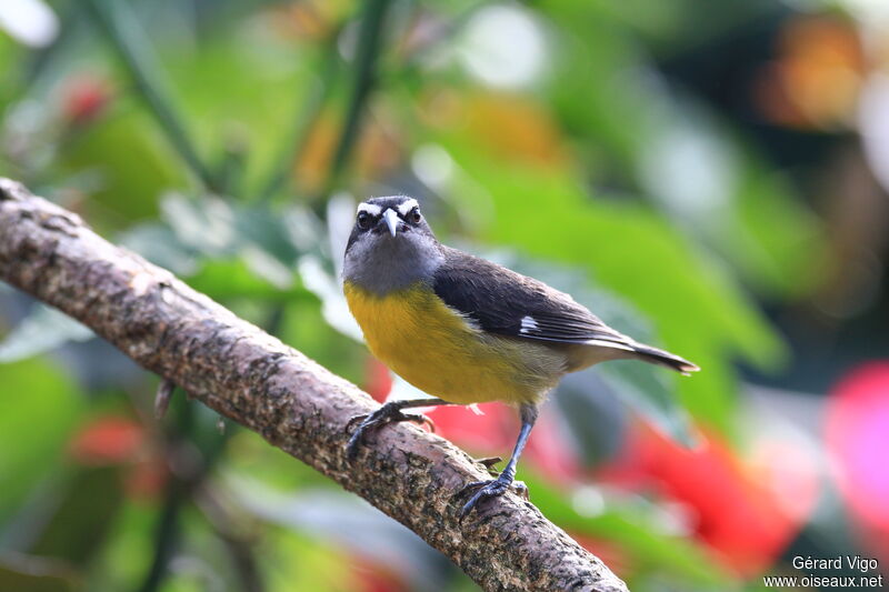 Bananaquitadult