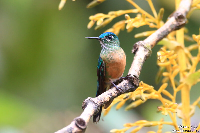 Long-tailed Sylph female adult