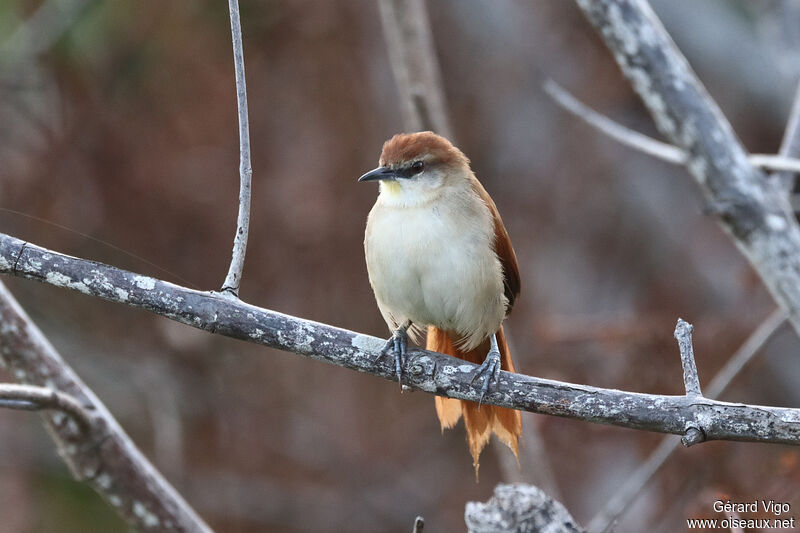 Yellow-chinned Spinetailadult