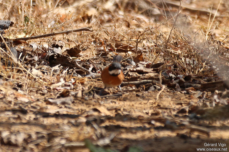 White-whiskered Spinetailadult