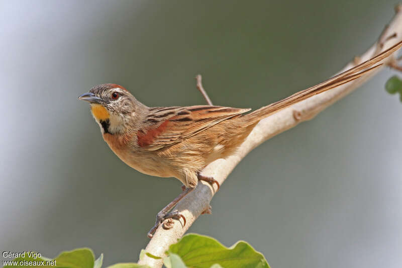 Chotoy Spinetailadult, identification