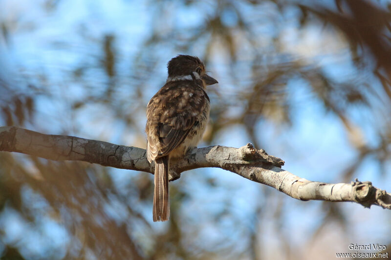 Russet-throated Puffbirdadult