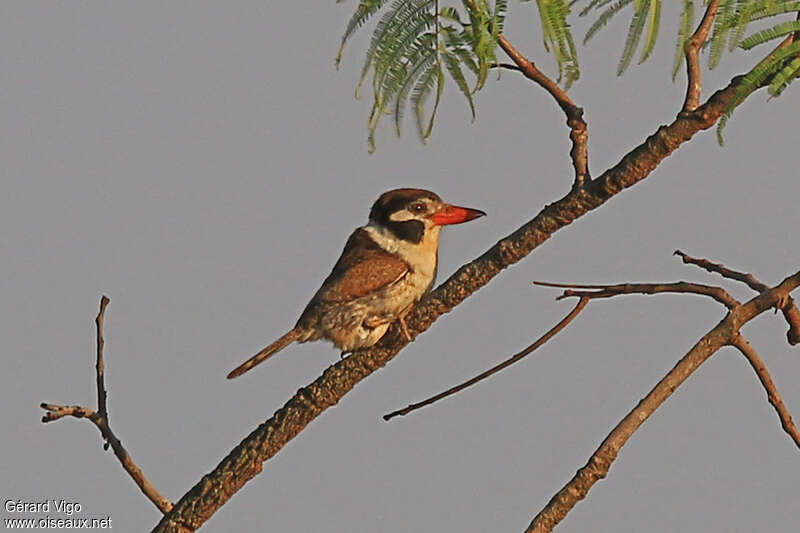 Tamatia chacuruadulte, identification