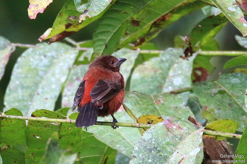 Silver-beaked Tanager female adult