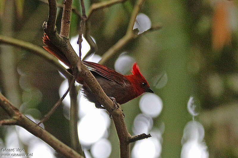 Tangara à crête rougeadulte, identification