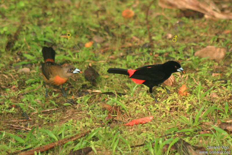 Tangara à croupion rouge adulte