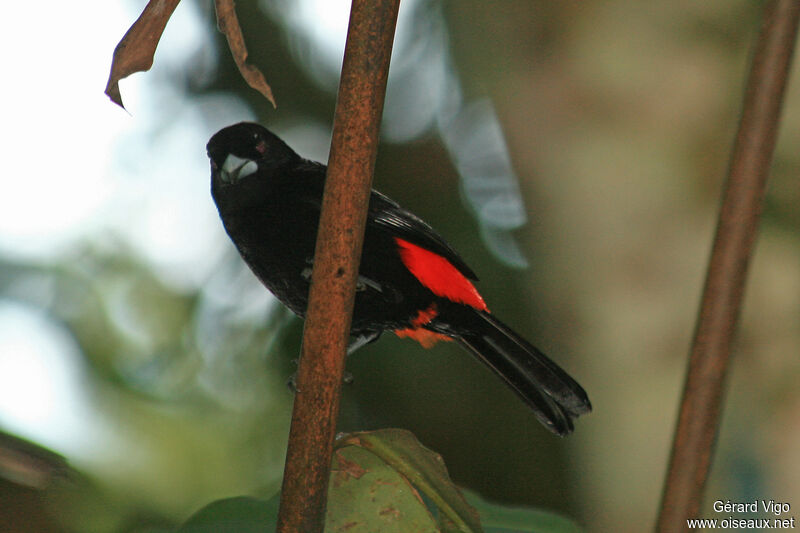 Scarlet-rumped Tanager male adult