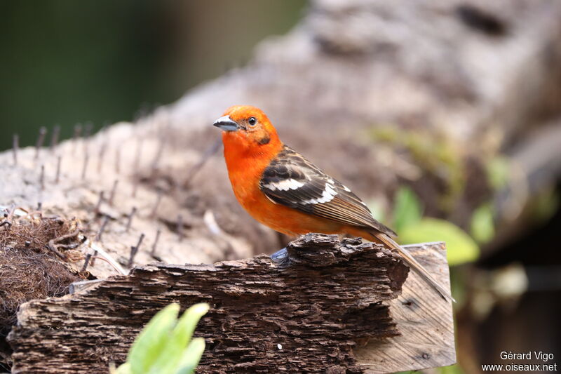 Flame-colored Tanager male adult