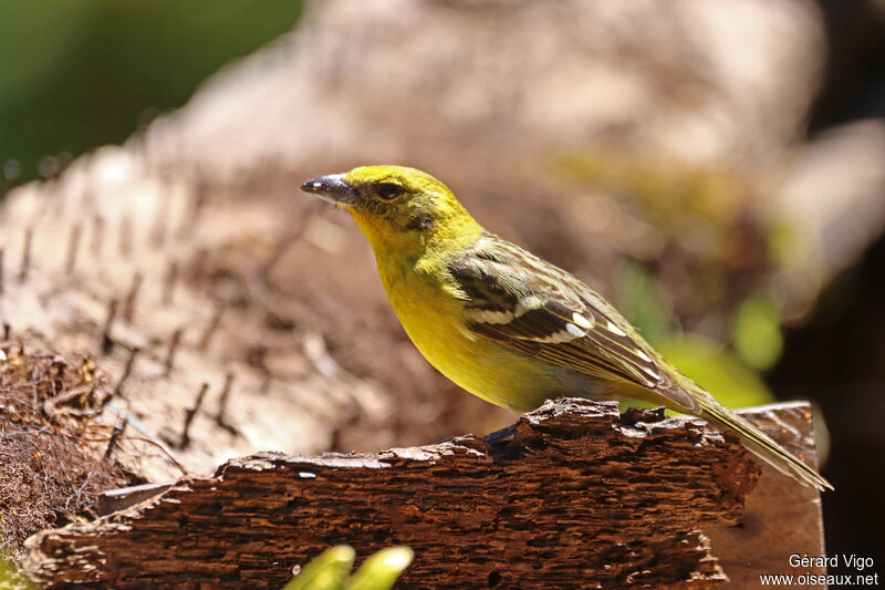 Flame-colored Tanager female adult