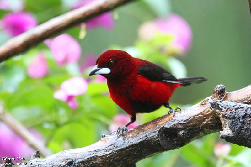 Tangara à dos rouge mâle adulte, portrait