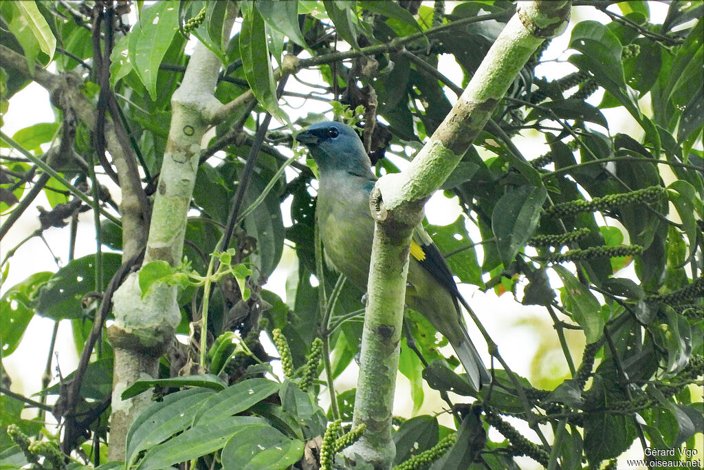 Tangara à miroir jauneadulte