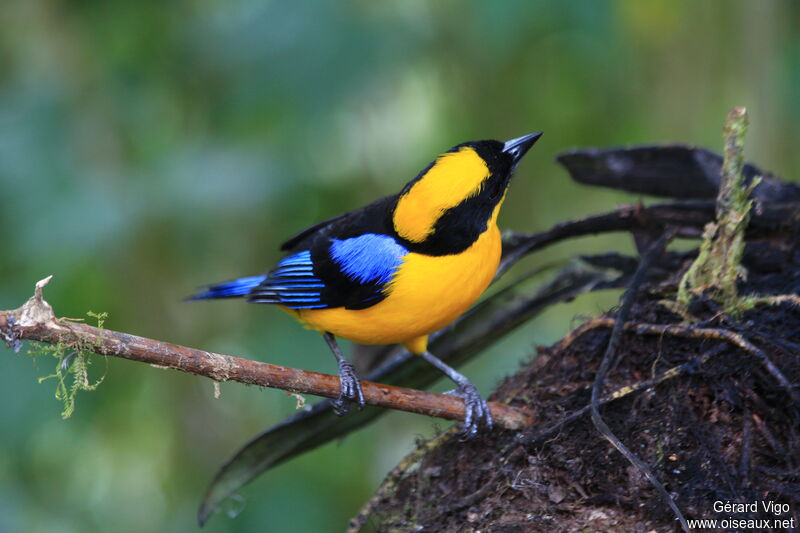 Blue-winged Mountain Tanageradult