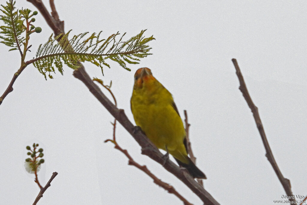 Western Tanager
