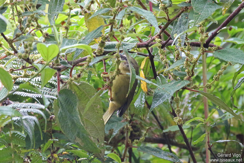 Tangara bridéadulte