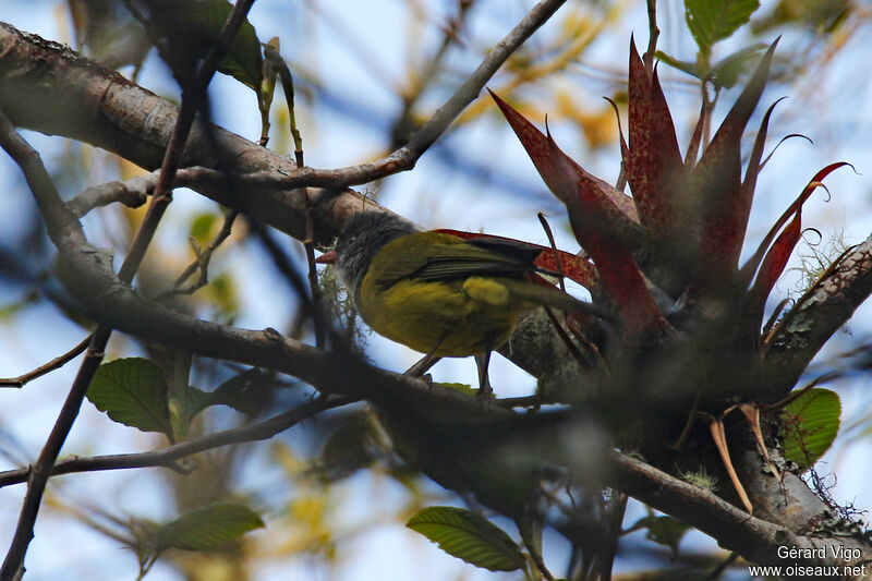 Grey-hooded Bush Tanageradult