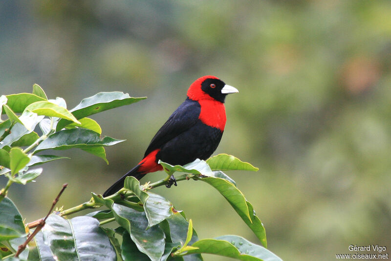 Crimson-collared Tanager male adult