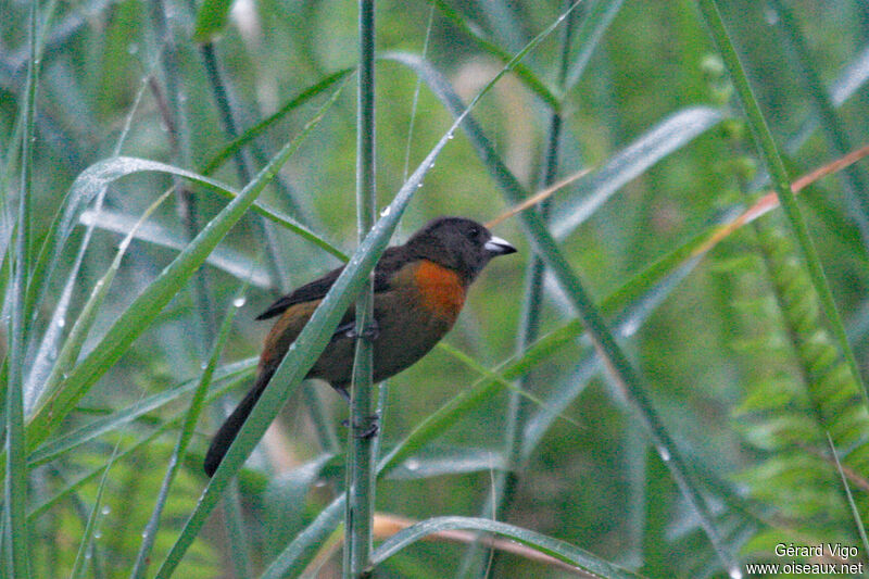 Scarlet-rumped Tanager (costaricensis) female adult