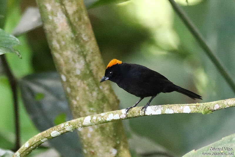 Tawny-crested Tanager male adult